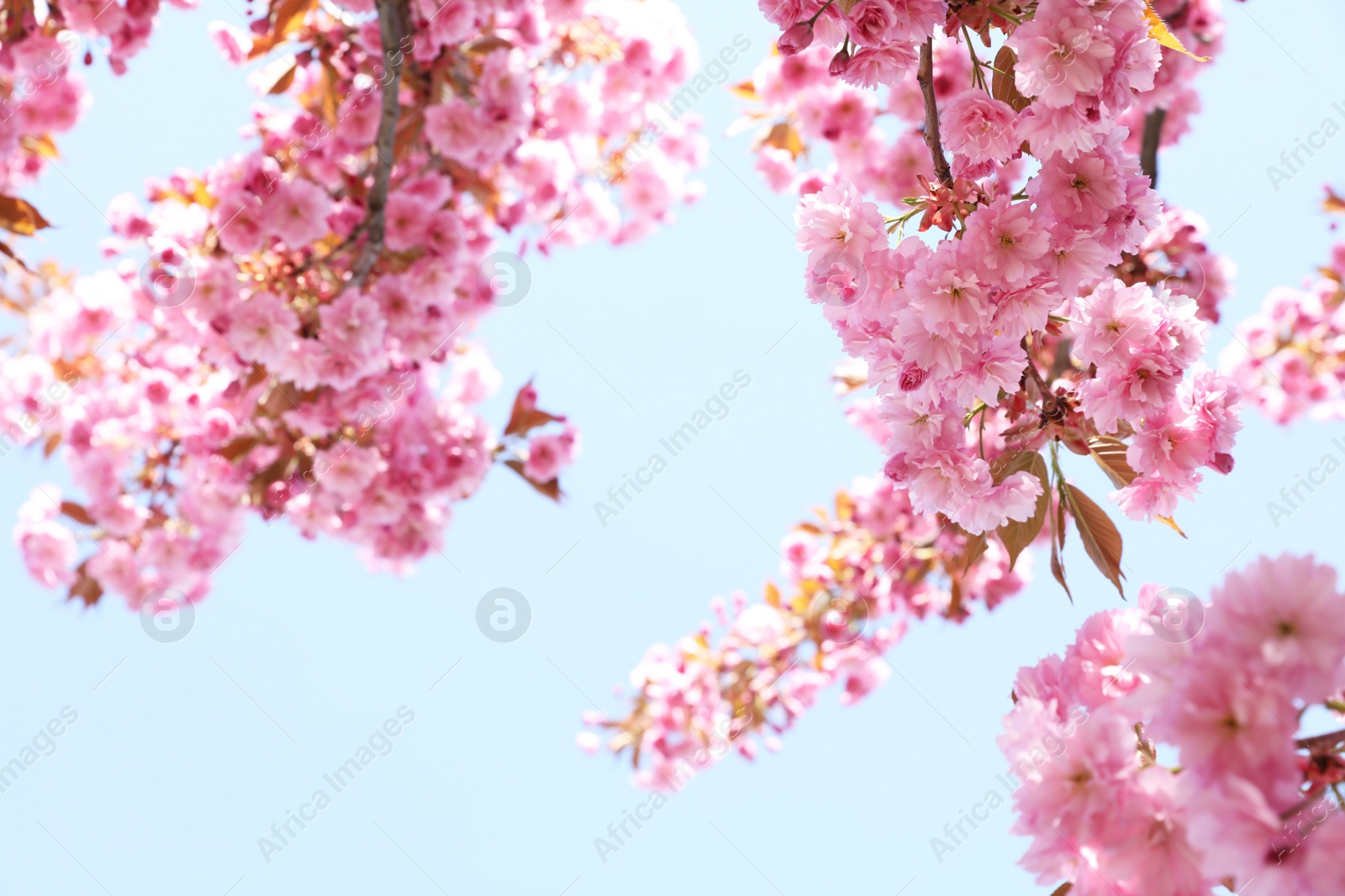 Photo of Beautiful blossoming sakura tree against blue sky, closeup