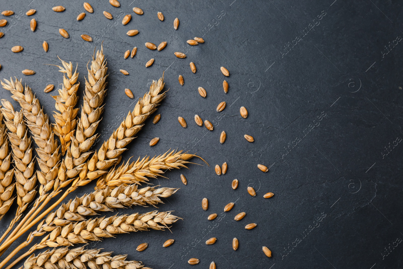 Photo of Ears of wheat and grains on black table., flat lay Space for text