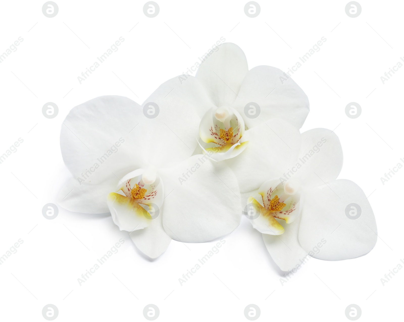 Photo of Beautiful orchid flowers on white background. Tropical plant