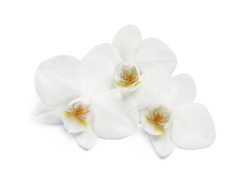 Photo of Beautiful orchid flowers on white background. Tropical plant