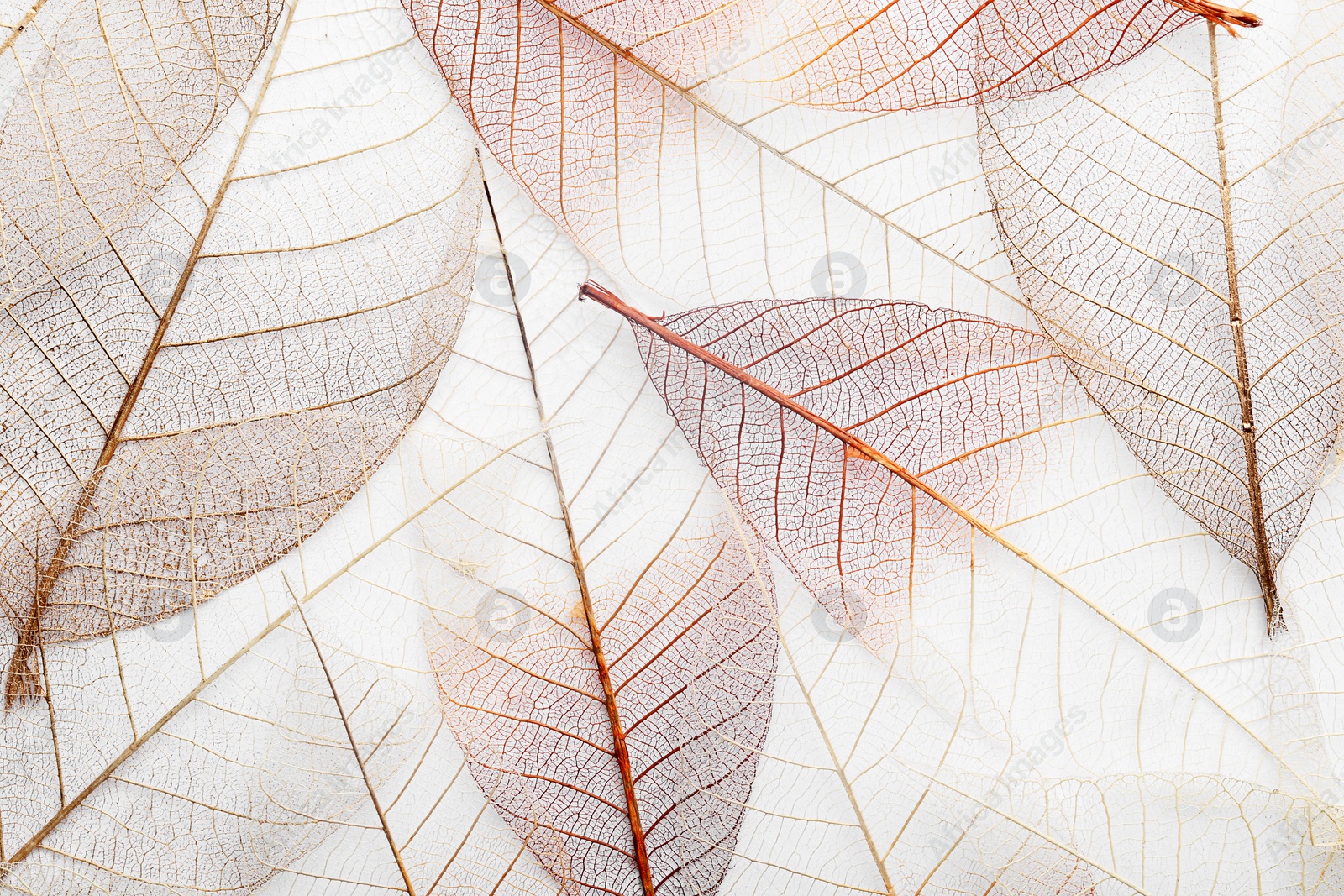 Photo of Top view of beautiful decorative skeleton leaves