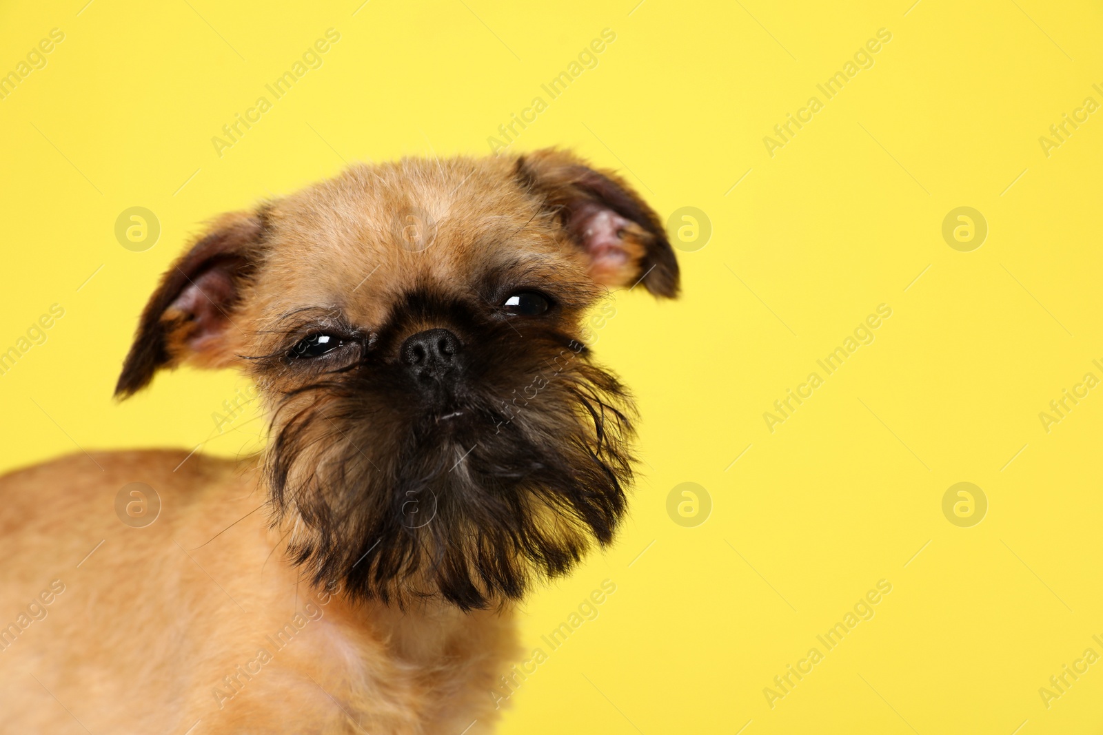 Photo of Studio portrait of funny Brussels Griffon dog looking into camera on color background. Space for text