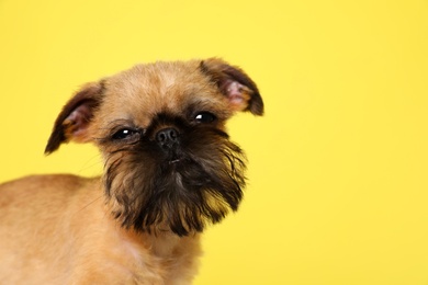 Photo of Studio portrait of funny Brussels Griffon dog looking into camera on color background. Space for text