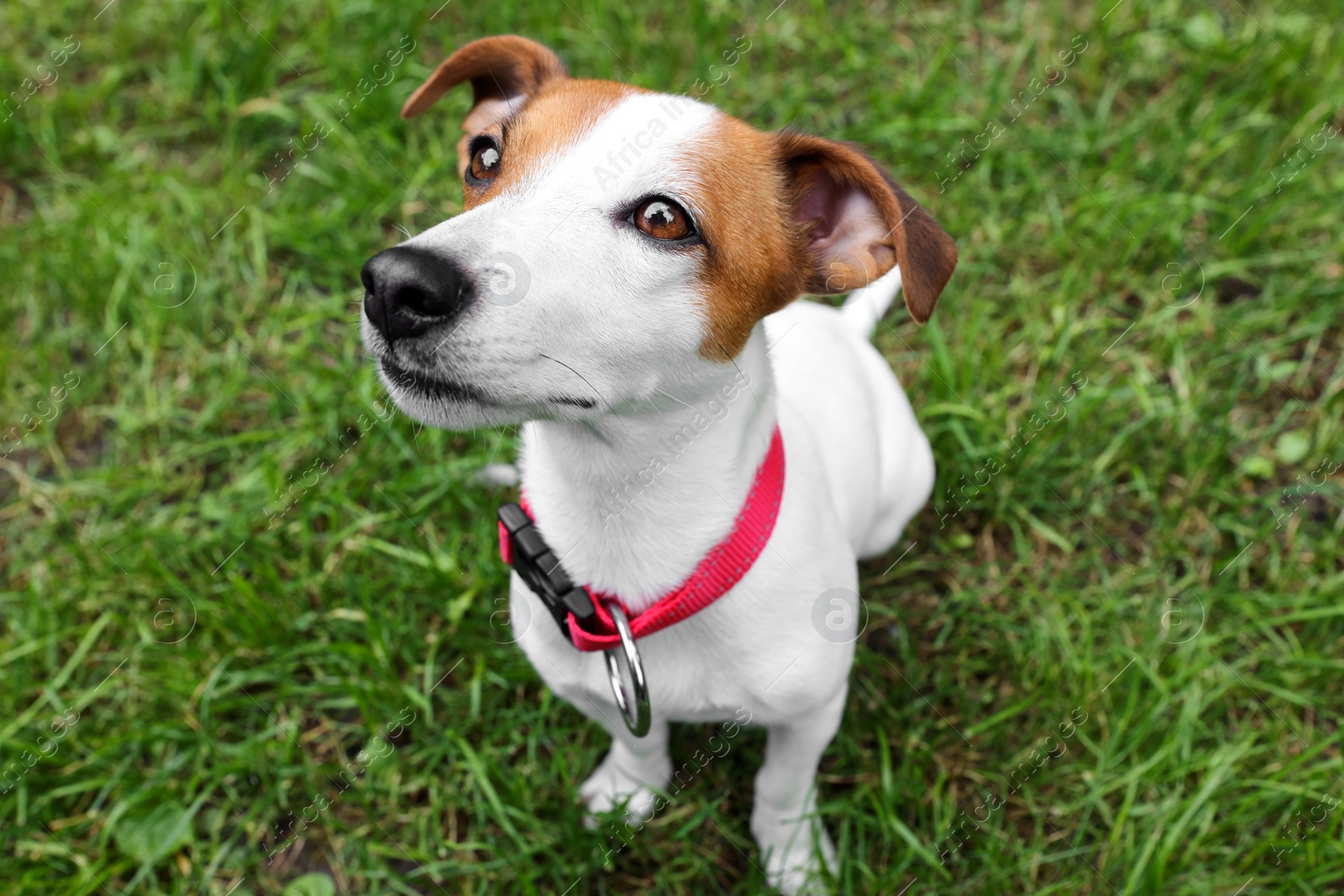 Photo of Beautiful Jack Russell Terrier in red dog collar outdoors