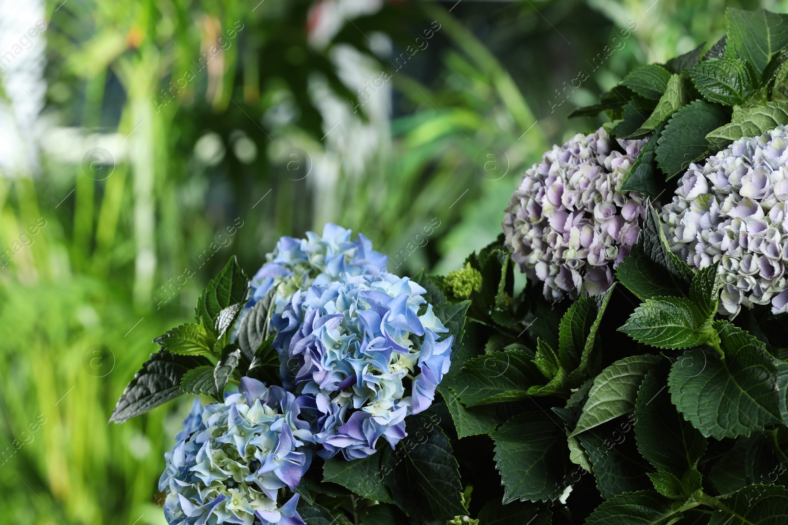 Photo of Beautiful hortensia plant with light flowers outdoors, closeup