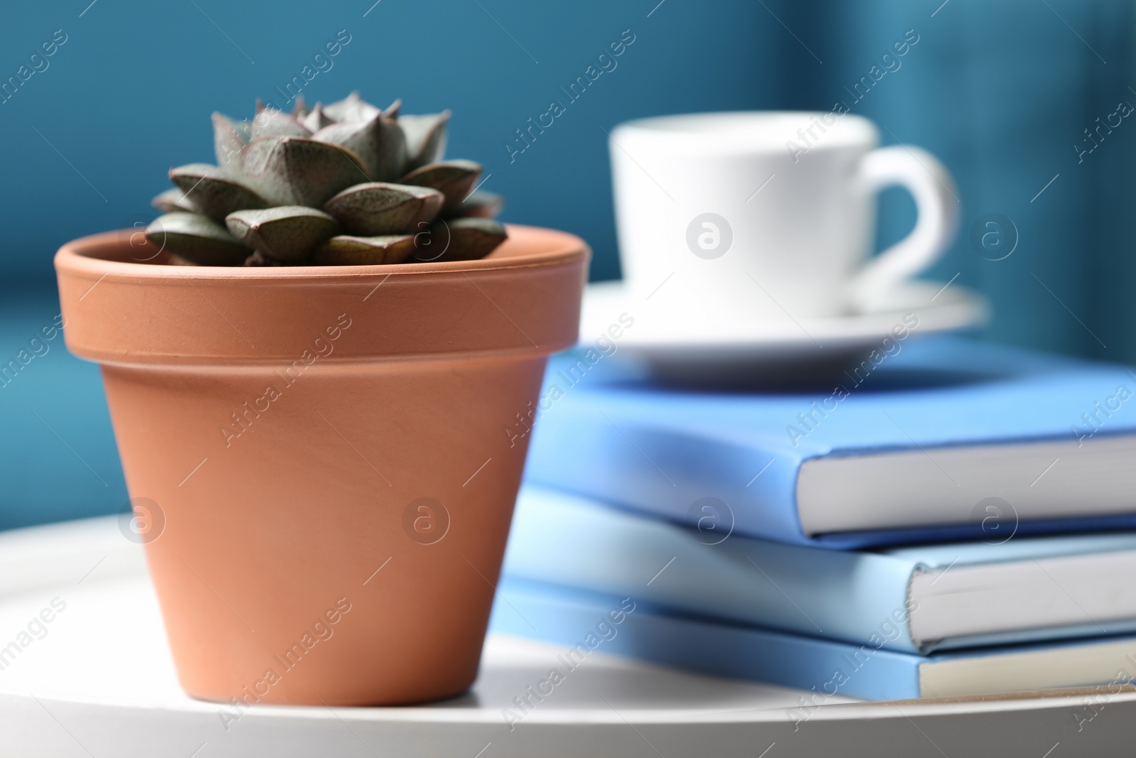 Photo of Beautiful succulent and books on white table indoors, closeup. Home plant