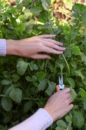 Woman cutting fresh arugula leaves with pruner outdoors, closeup