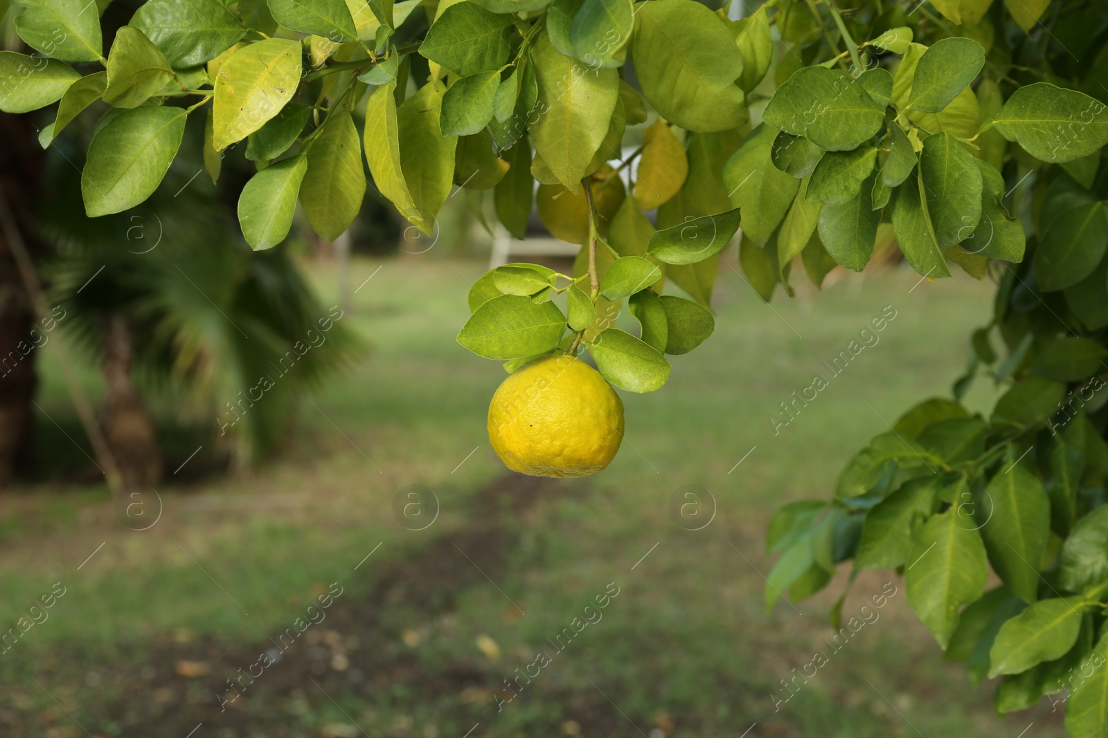 Photo of Fresh ripe trifoliate orange growing on tree outdoors