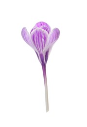 Photo of Beautiful fresh crocus flower isolated on white