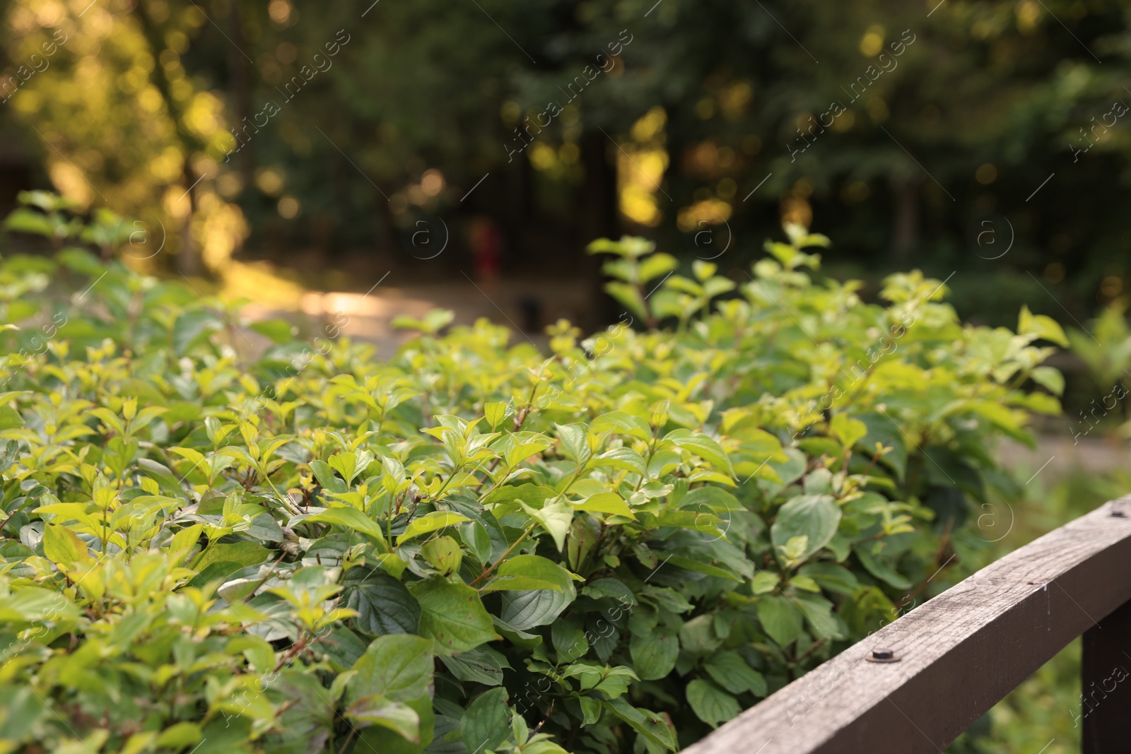 Photo of Beautiful green bush near wooden fence outdoors