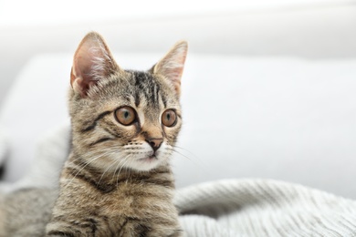 Grey tabby cat on knitted blanket, space for text. Adorable pet