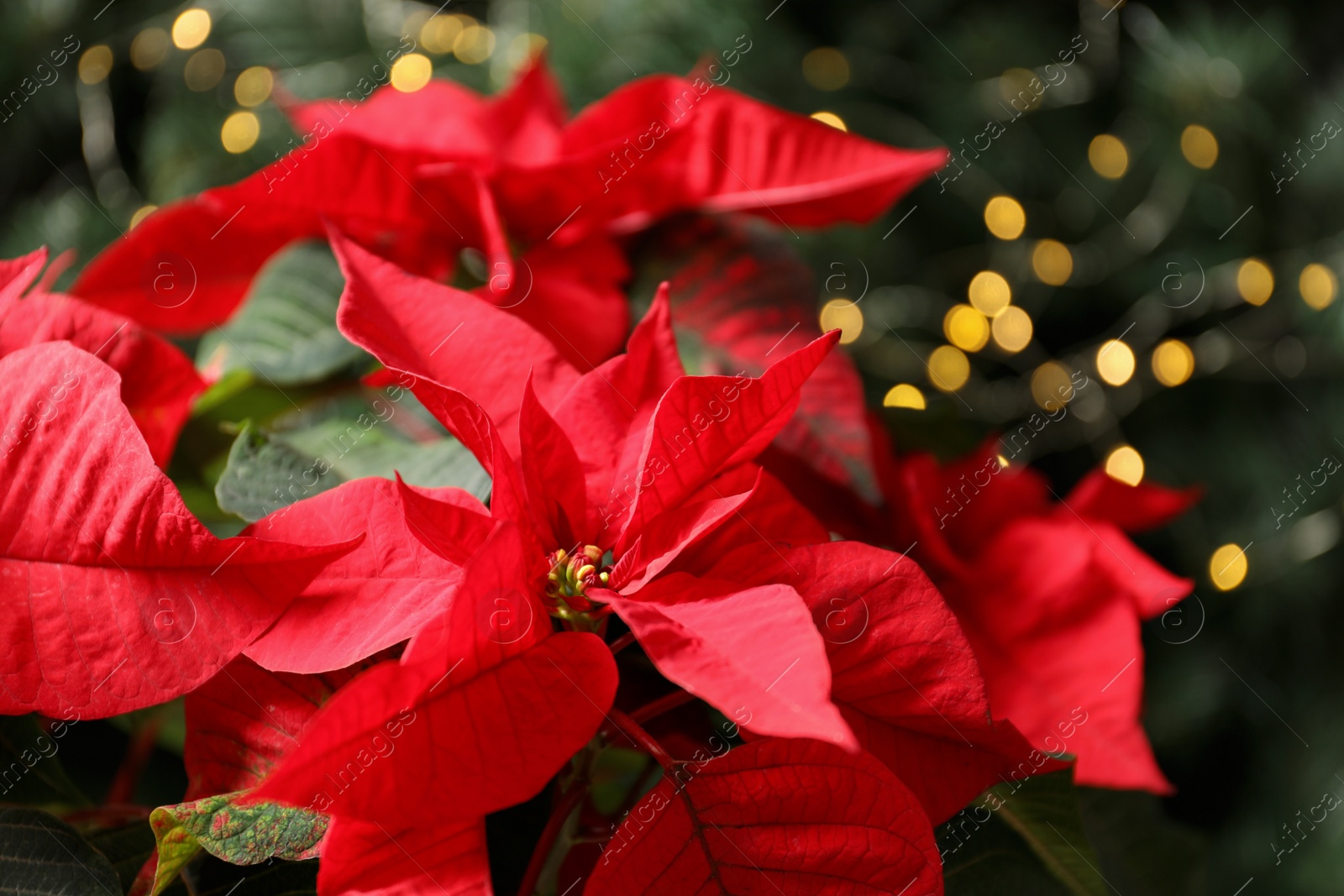 Photo of Beautiful poinsettia on blurred background. Traditional Christmas flower