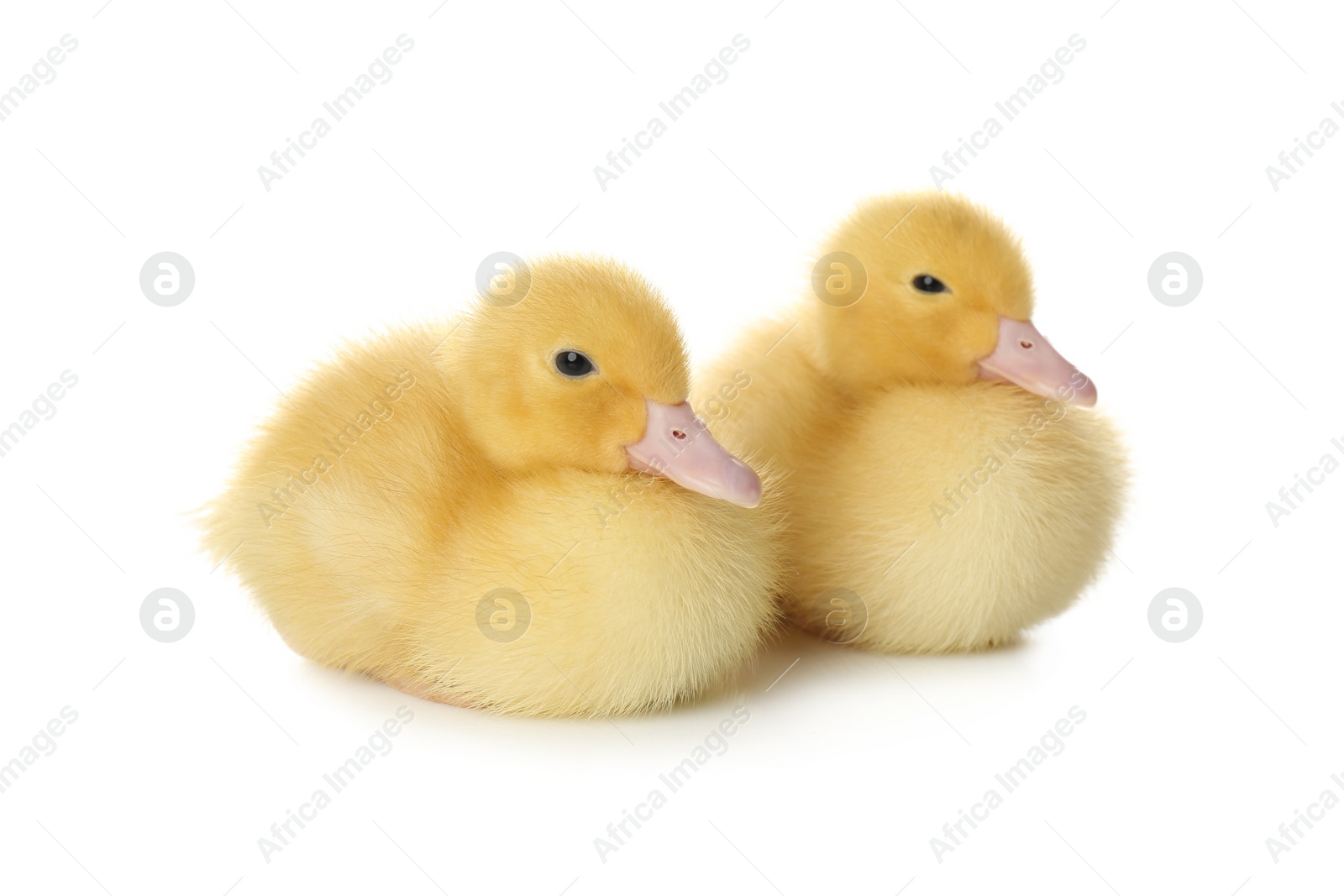 Photo of Cute fluffy goslings on white background. Farm animals