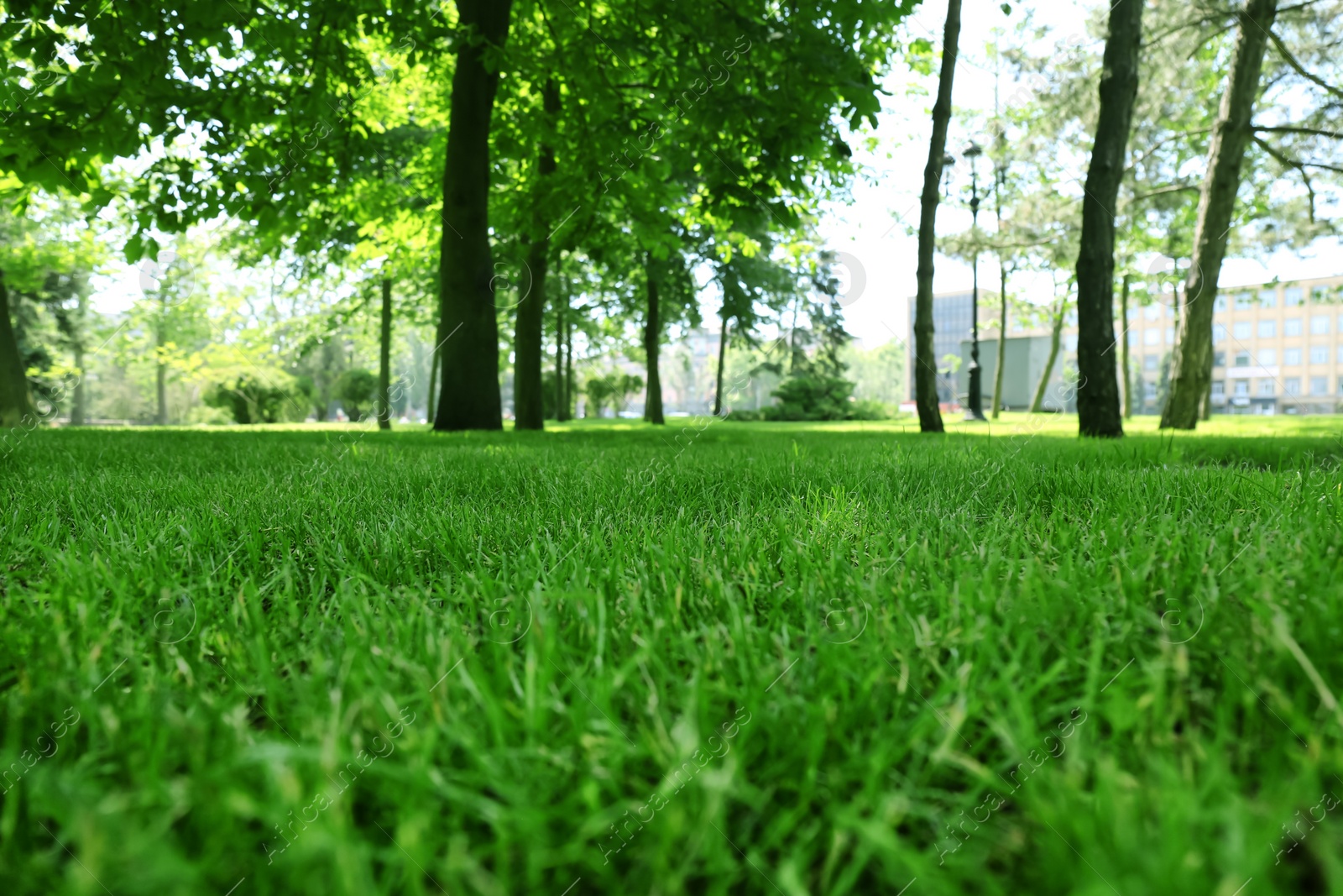 Photo of Green lawn with fresh grass in park