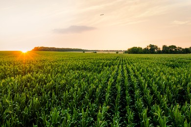 Image of Aerial view of agricultural field at sunrise