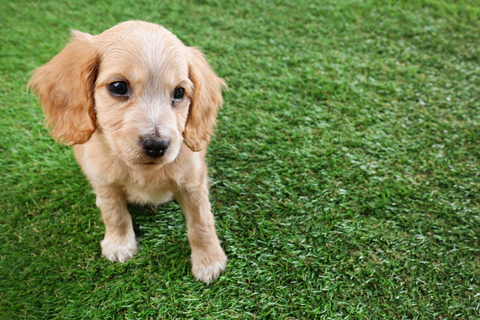 Photo of Cute English Cocker Spaniel puppy on green grass. Space for text