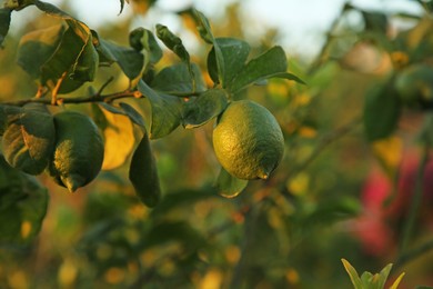 Photo of Citrus tree with unripe fruits outdoors, closeup