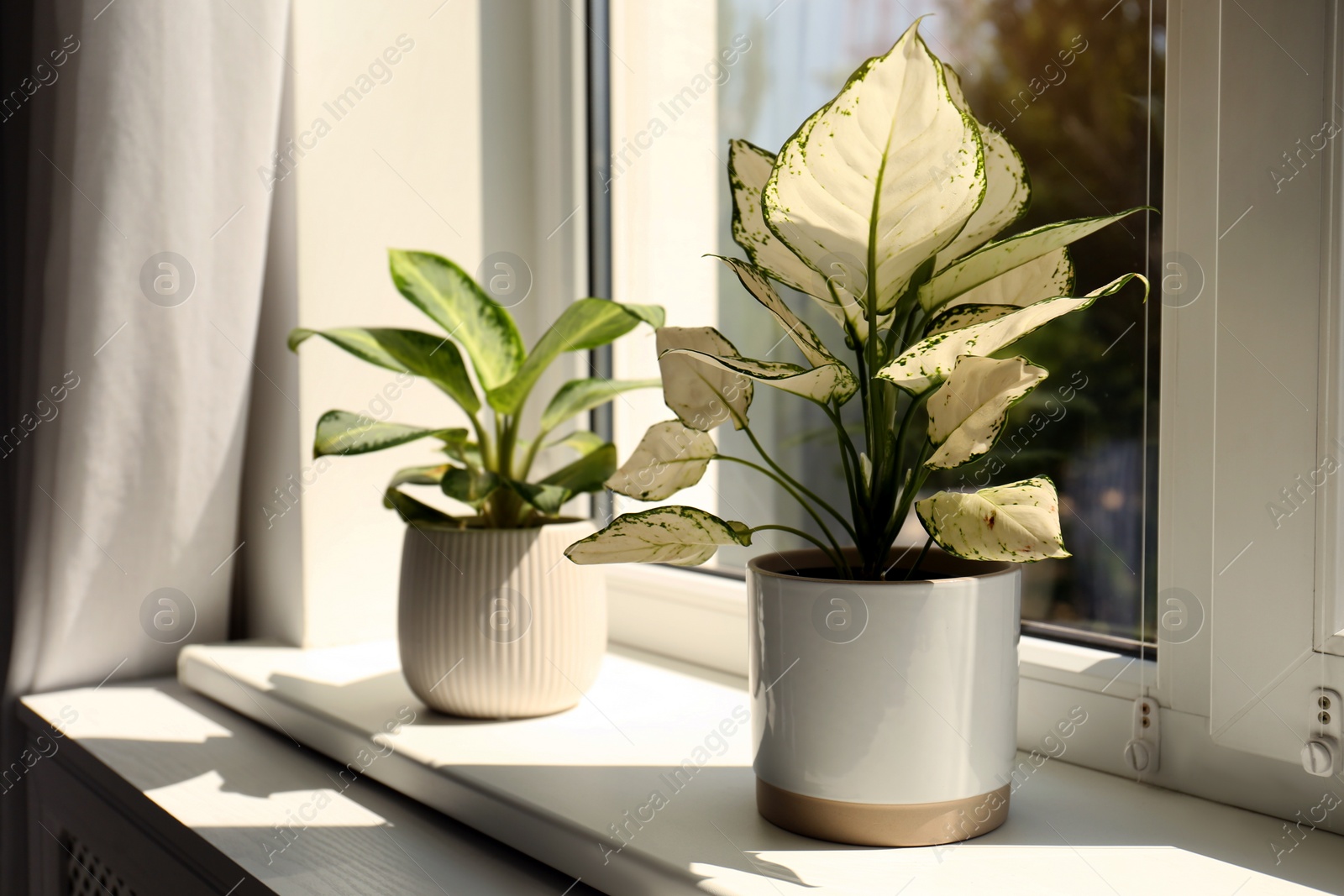 Photo of Exotic houseplants with beautiful leaves on window sill at home