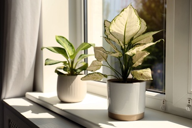 Photo of Exotic houseplants with beautiful leaves on window sill at home