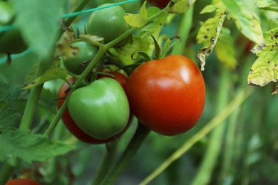 Photo of Ripening tomatoes on bush outdoors, closeup view