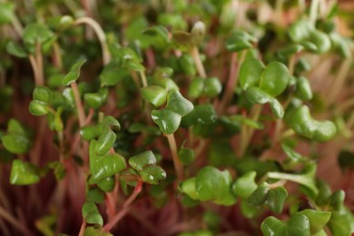 Photo of Fresh radish microgreens as background, closeup view