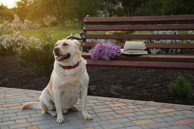 Photo of Cute dog sitting near bench with lilac and book in park