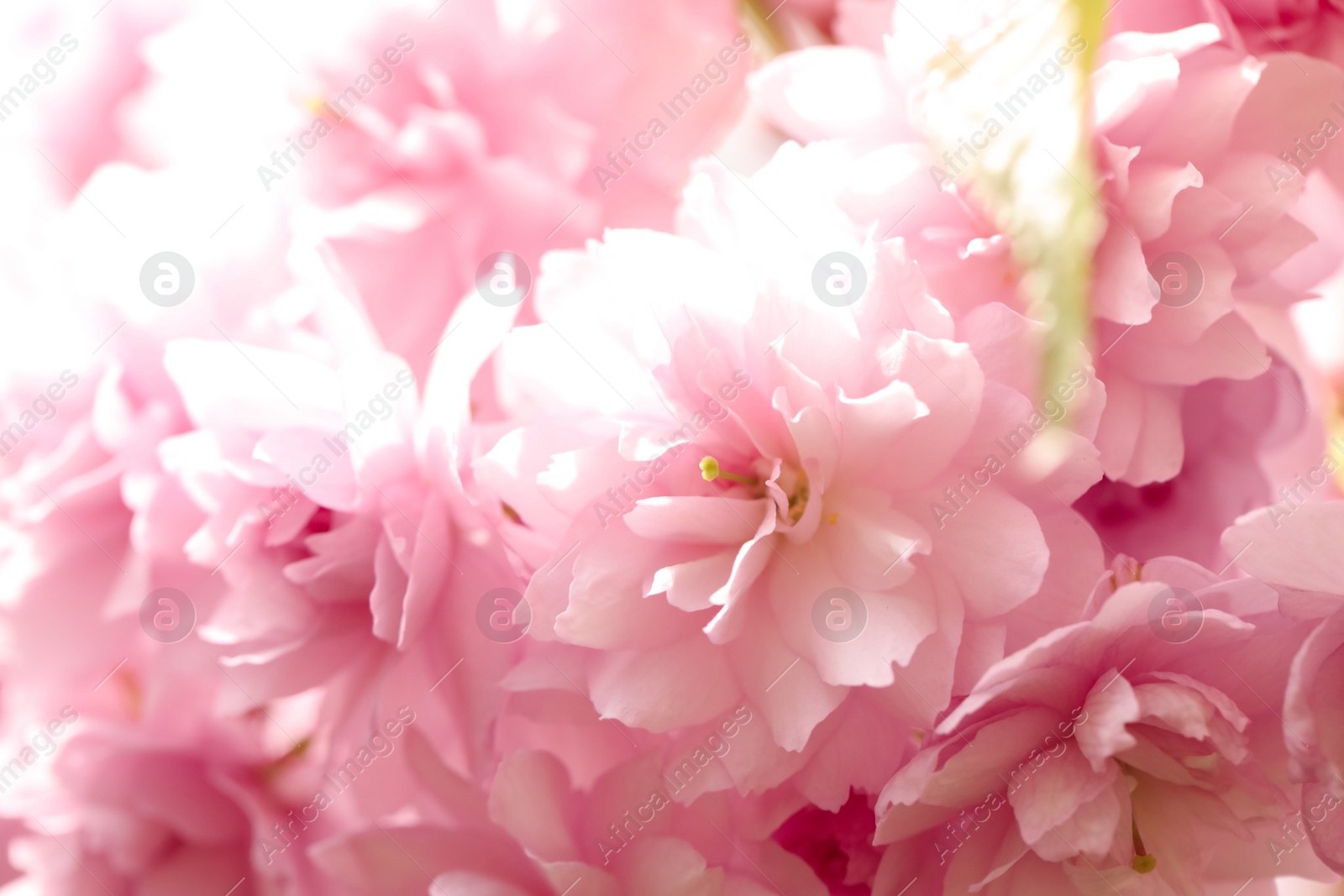 Photo of Beautiful pink sakura blossom as background, closeup
