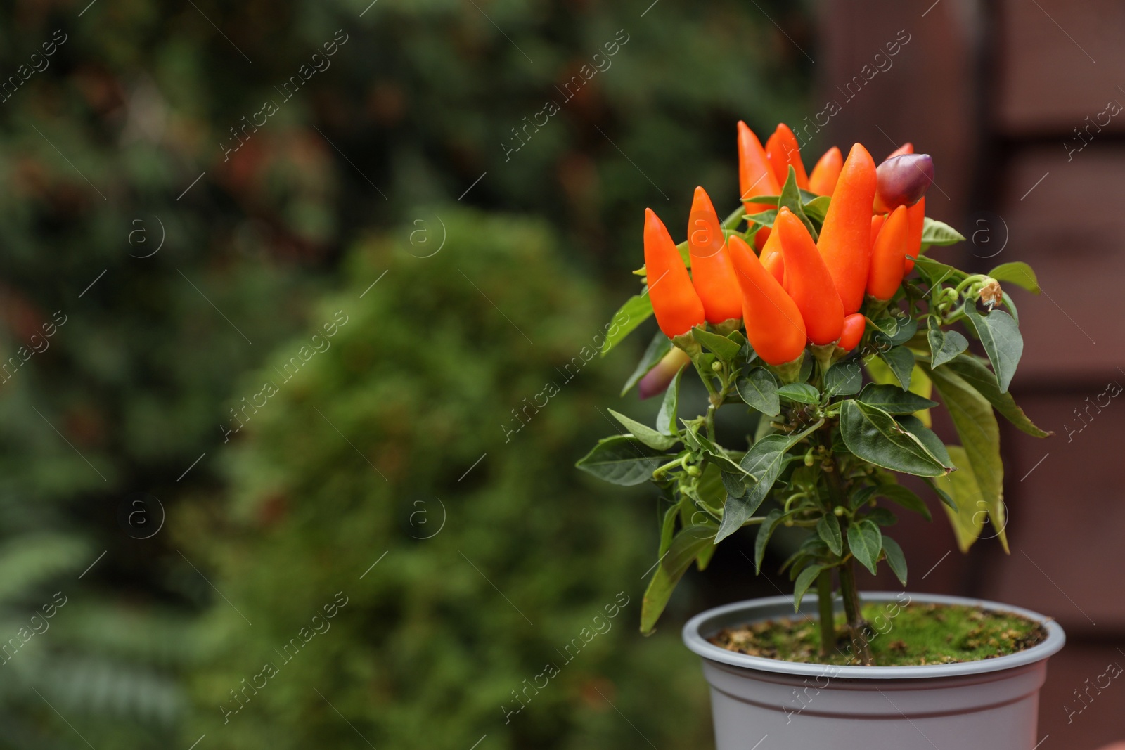 Photo of Capsicum Annuum plant. Potted rainbow multicolor chili peppers outdoors against blurred background, space for text