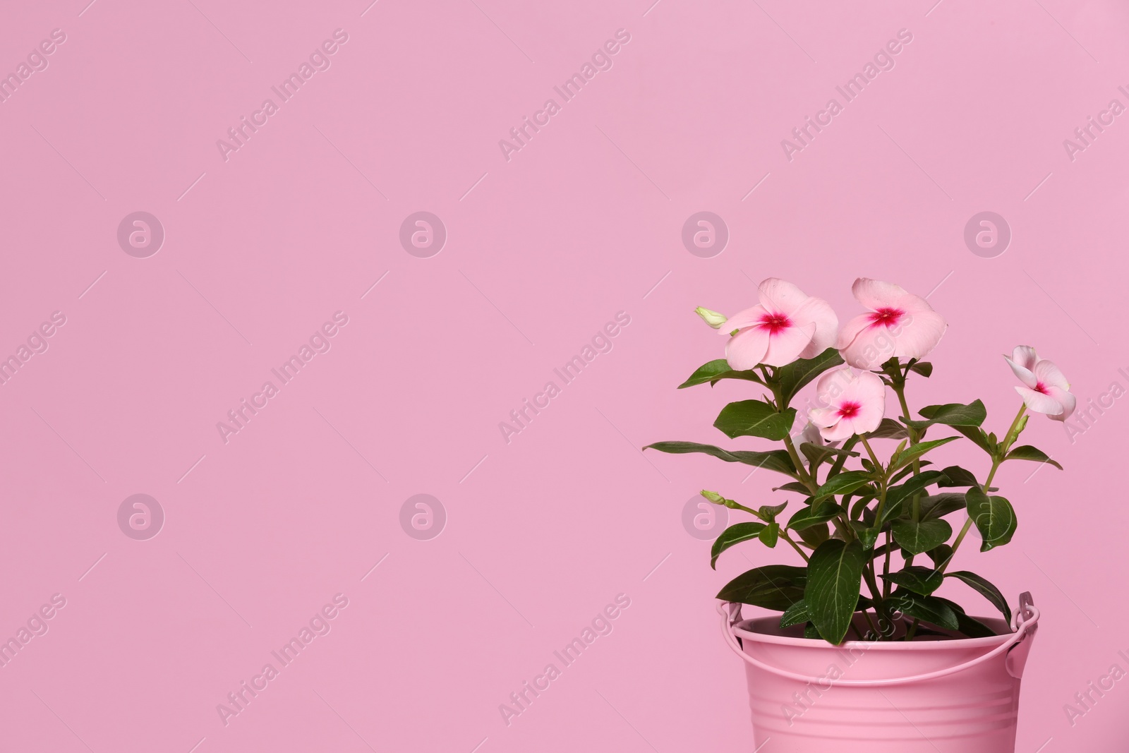 Photo of Catharanthus roseus in flower pot on pink background. Space for text
