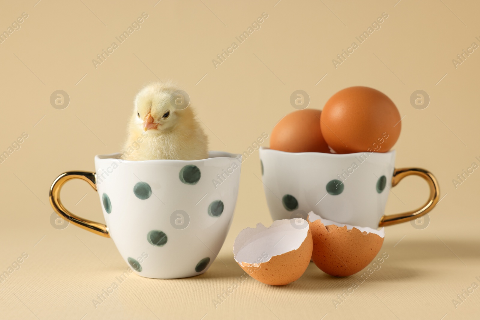 Photo of Cute chick with cups, eggs and pieces of shell on beige background, closeup. Baby animal