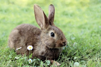 Photo of Cute fluffy rabbit on green grass in meadow. Space for text