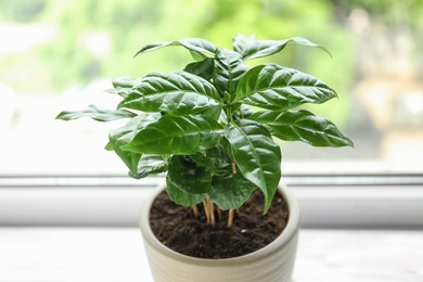 Photo of Fresh coffee plant with green leaves in pot on windowsill