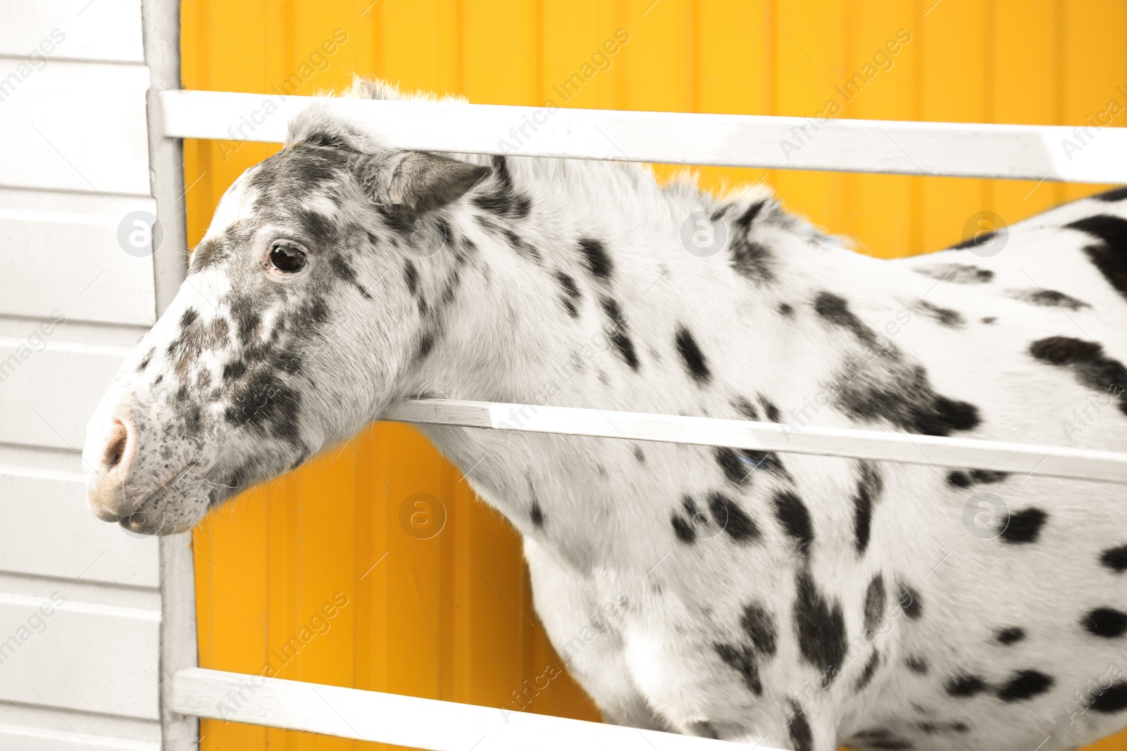 Photo of Miniature horse with appaloosa patterns near white fence