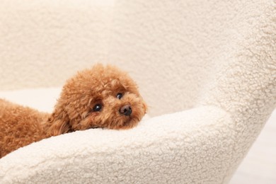 Photo of Cute Maltipoo dog resting on armchair, space for text. Lovely pet