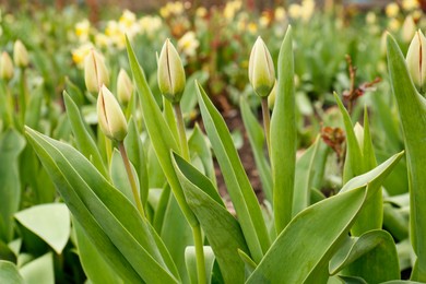 Photo of Beautiful unopened tulip buds growing in garden on spring day