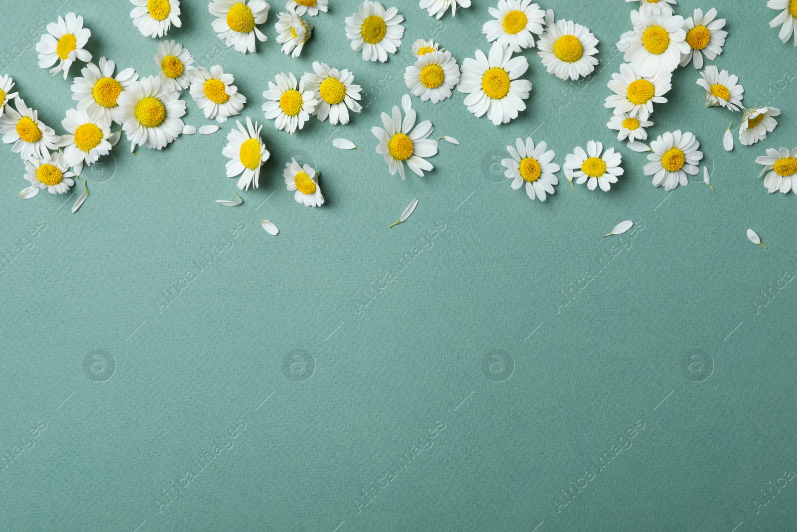 Photo of Flat lay composition with fresh chamomiles on blue-gray background, flat lay. Space for text