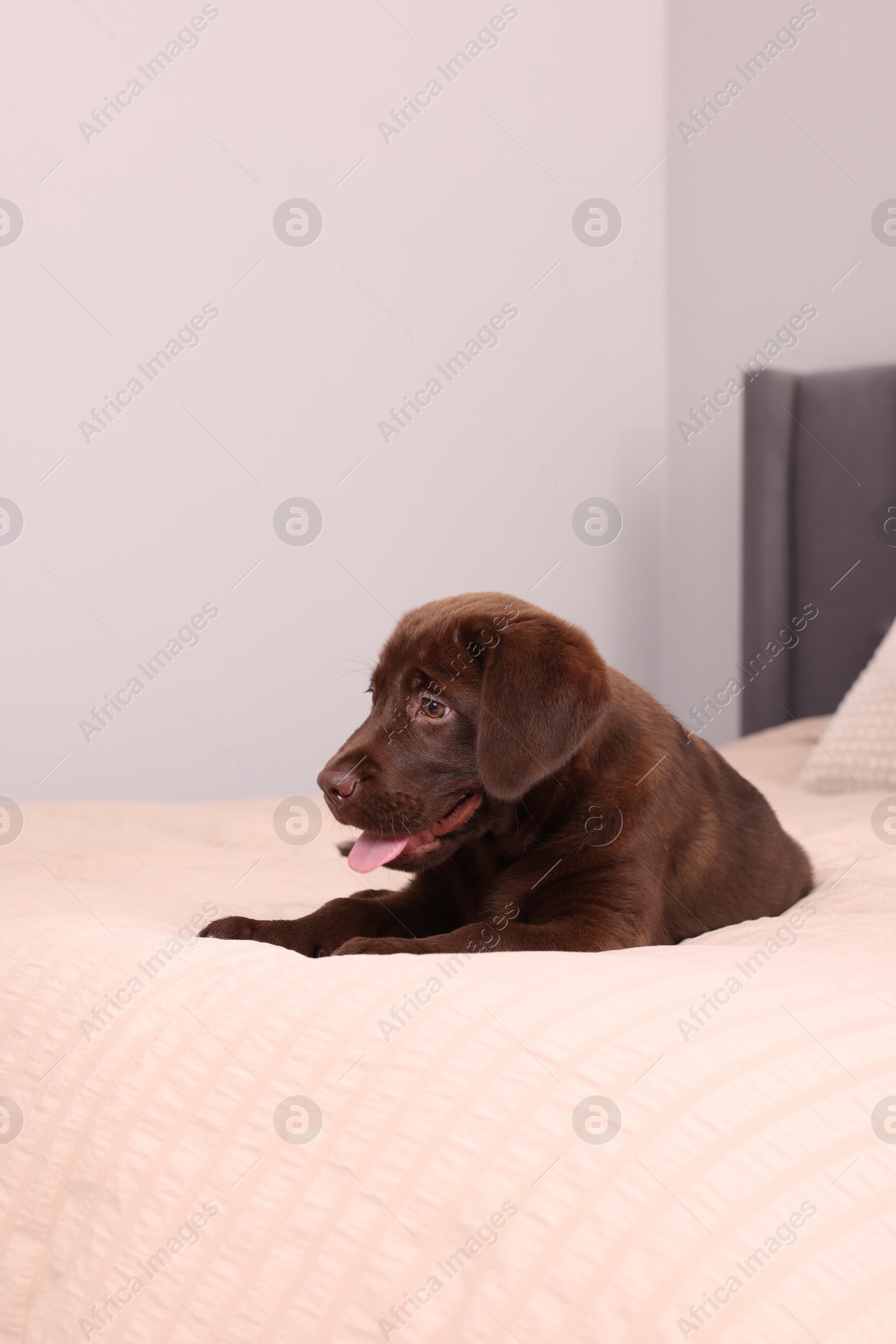 Photo of Cute chocolate Labrador Retriever on soft bed in room. Lovely pet