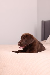 Photo of Cute chocolate Labrador Retriever on soft bed in room. Lovely pet