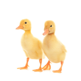 Photo of Cute fluffy baby ducklings on white background