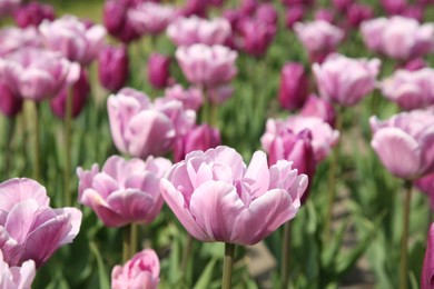 Beautiful colorful tulip flowers growing in field