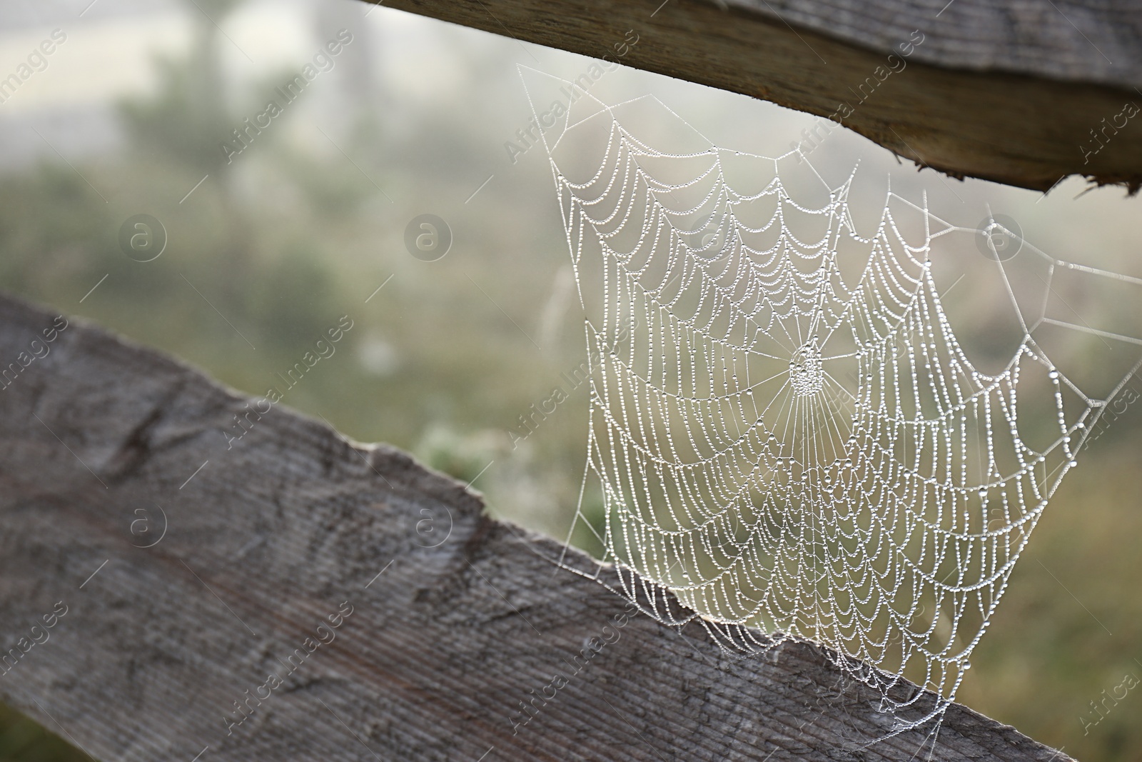 Photo of Beautiful spiderweb with dew between wooden planks outdoors, closeup