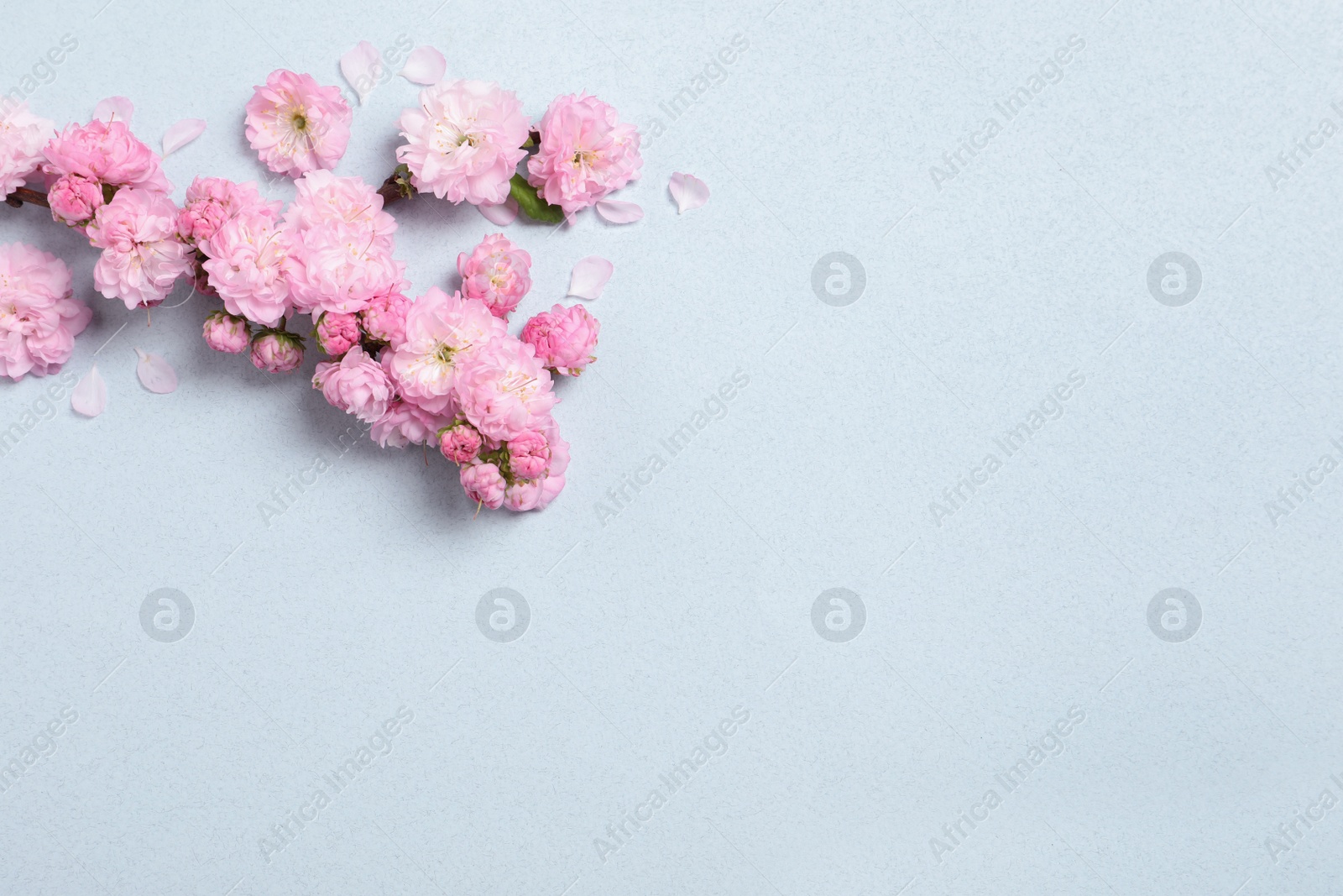 Photo of Beautiful sakura tree blossoms on light blue background, flat lay. Space for text