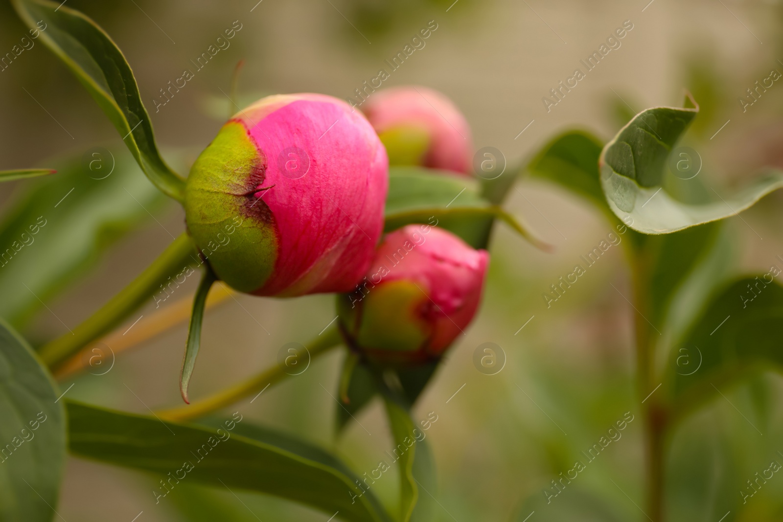 Photo of Beautiful pink peony flower buds in garden, closeup