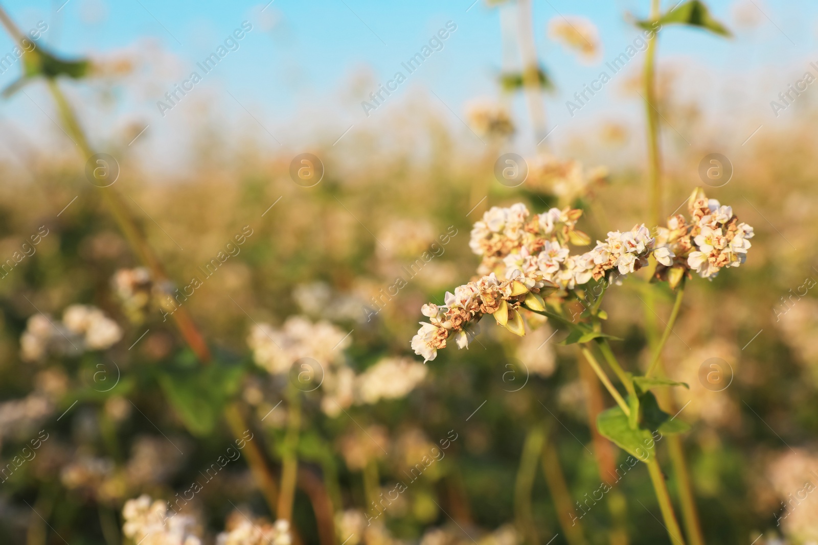 Photo of Beautiful blossoming buckwheat field on sunny day, closeup view