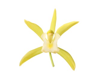Photo of Yellow vanilla orchid flower isolated on white