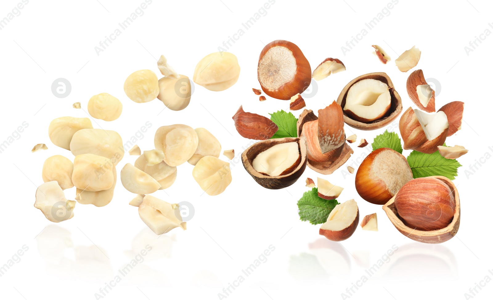 Pieces of tasty hazelnuts falling on white background Image of Pieces of tasty hazelnuts falling on white background