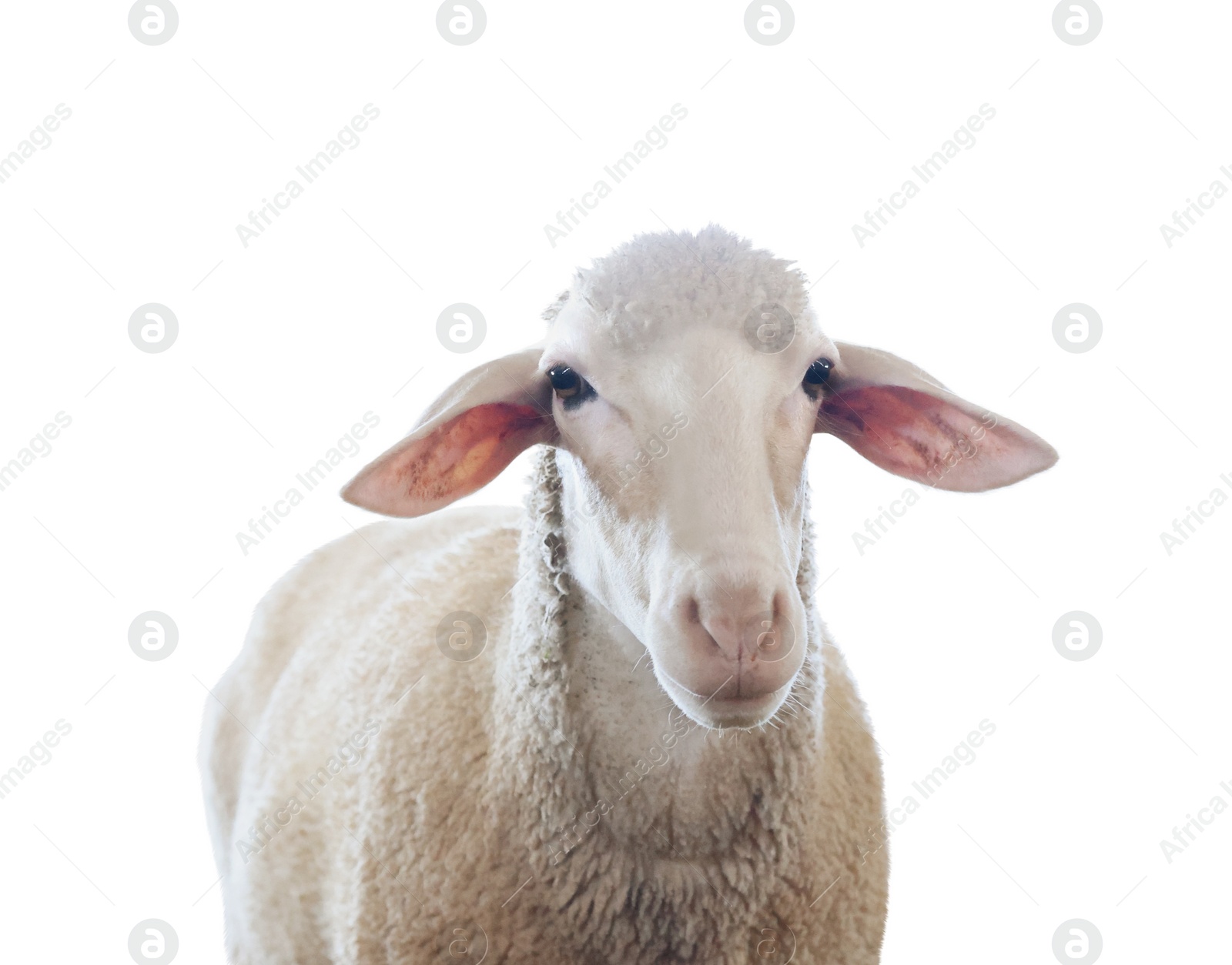 Image of Cute sheep isolated on white. Farm animal