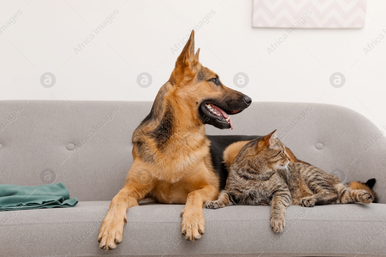 Photo of Adorable cat and dog resting together on sofa indoors. Animal friendship