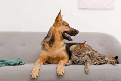 Adorable cat and dog resting together on sofa indoors. Animal friendship