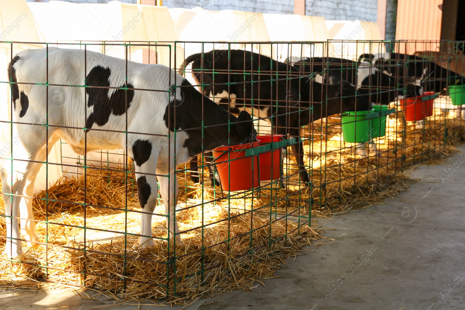 Photo of Pretty little calves eating from buckets on farm. Animal husbandry